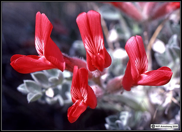 Scarlet Locoweed