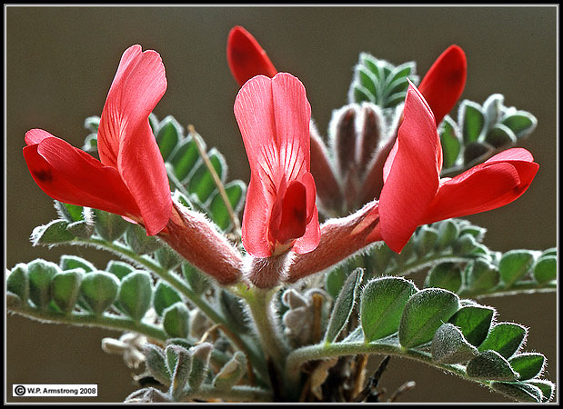 Scarlet Locoweed