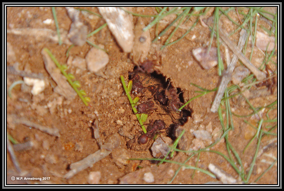 leaf cutter ants nest