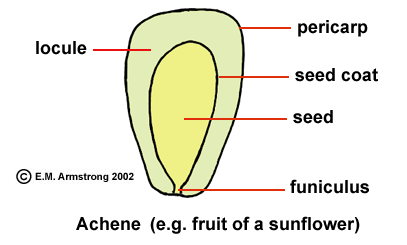 fruit contains a seed