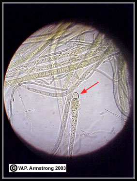 spirogyra under microscope 400x labeled