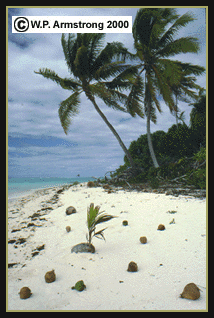 coconut seed dispersal