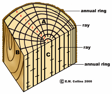 annual rings labeled