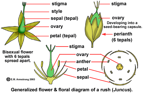 poaceae flower