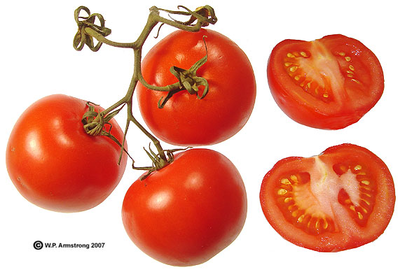 Tomatillo, Eggplant, Nipplefruit &