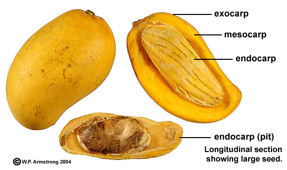 strange fleshy fruit with seeds