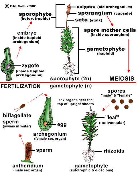 phylum bryophyta life cycle