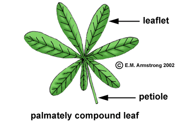 trifoliate compound leaf
