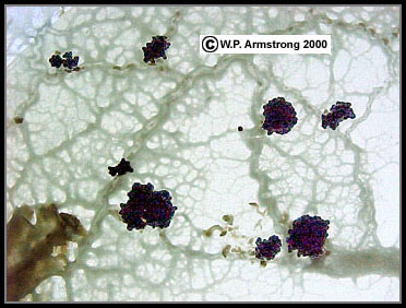 physarum polycephalum microscope