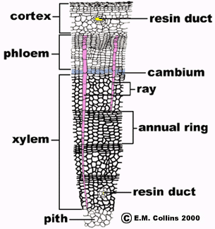 stem diagram labeled