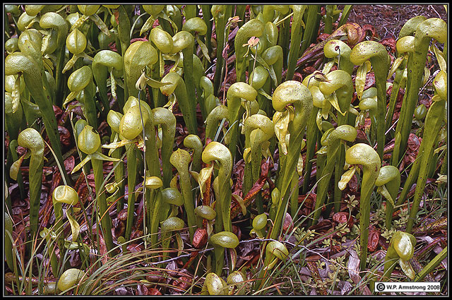 giant carnivorous plants with names