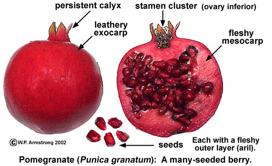 fruits with many seeds