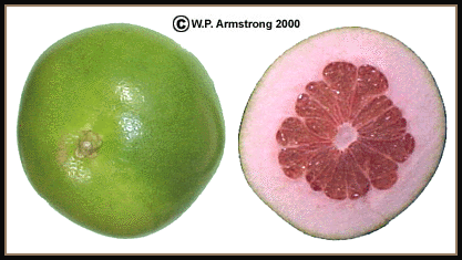 large green citrus fruit