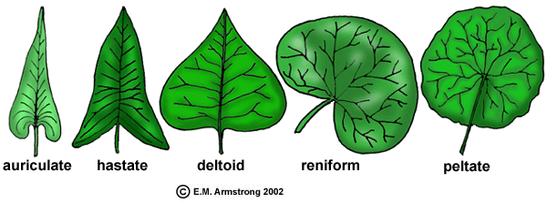 Leaf description glossary