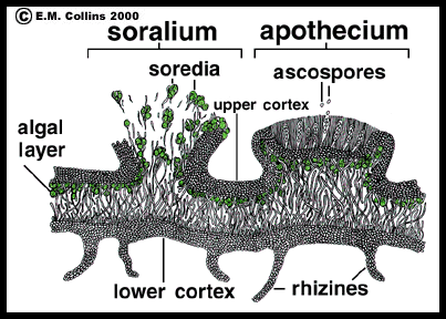 lichen cross section