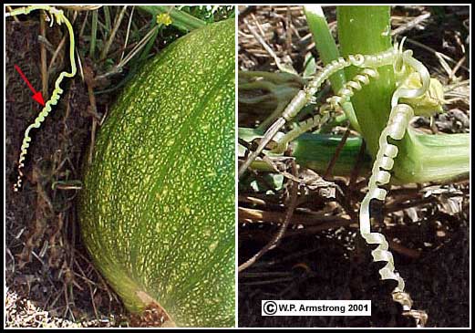 modified stem of a plant examples