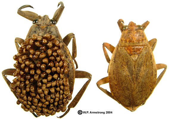belostomatidae giant water bugs