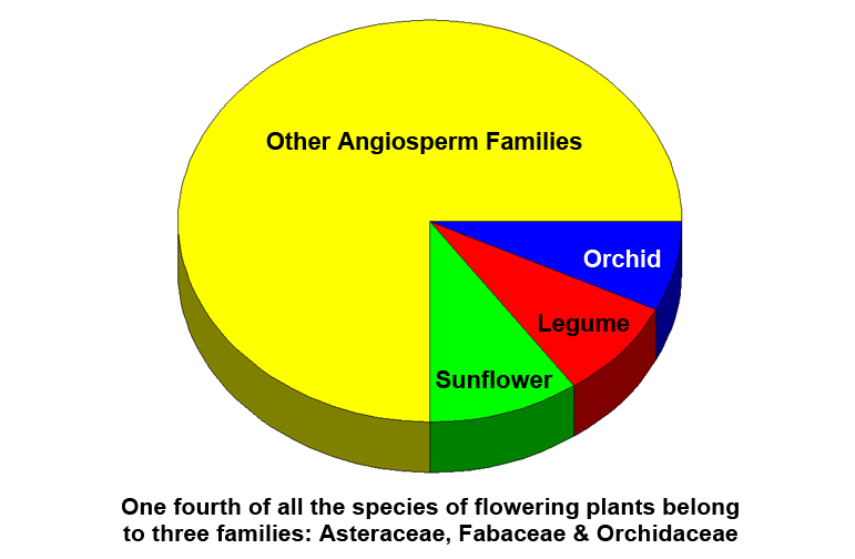 angiosperms plants list