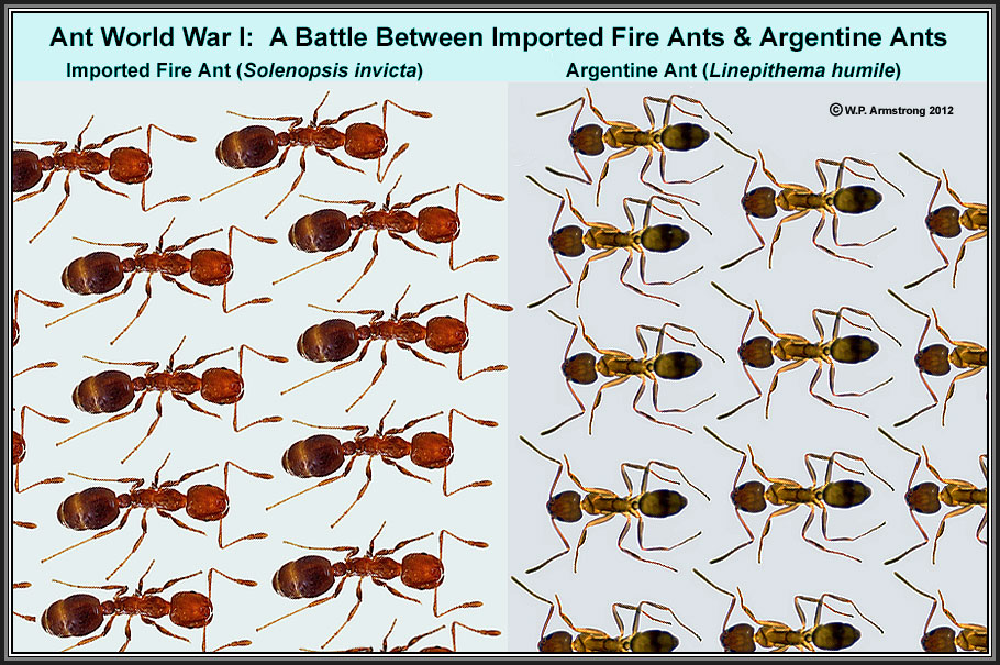 red ants vs fire ants