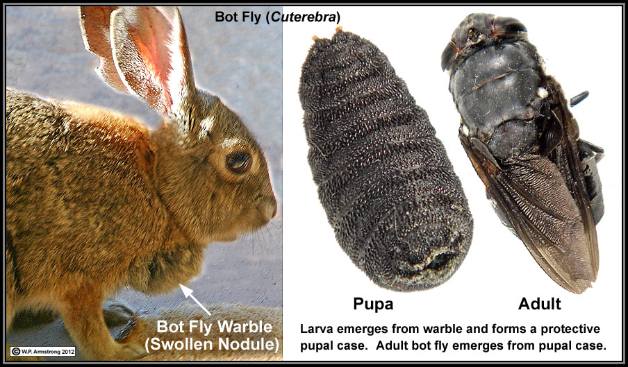 bot fly larvae