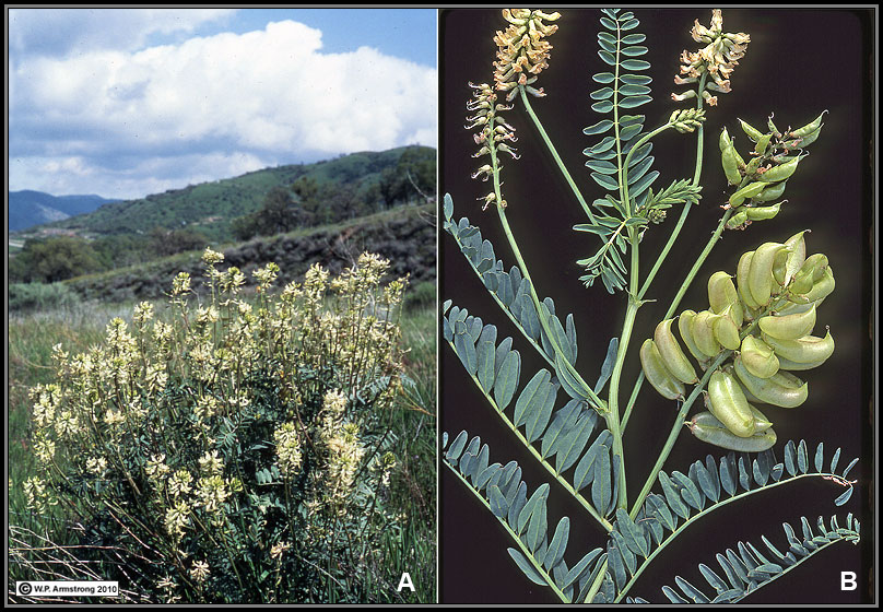 Locoweed and Dead Steer