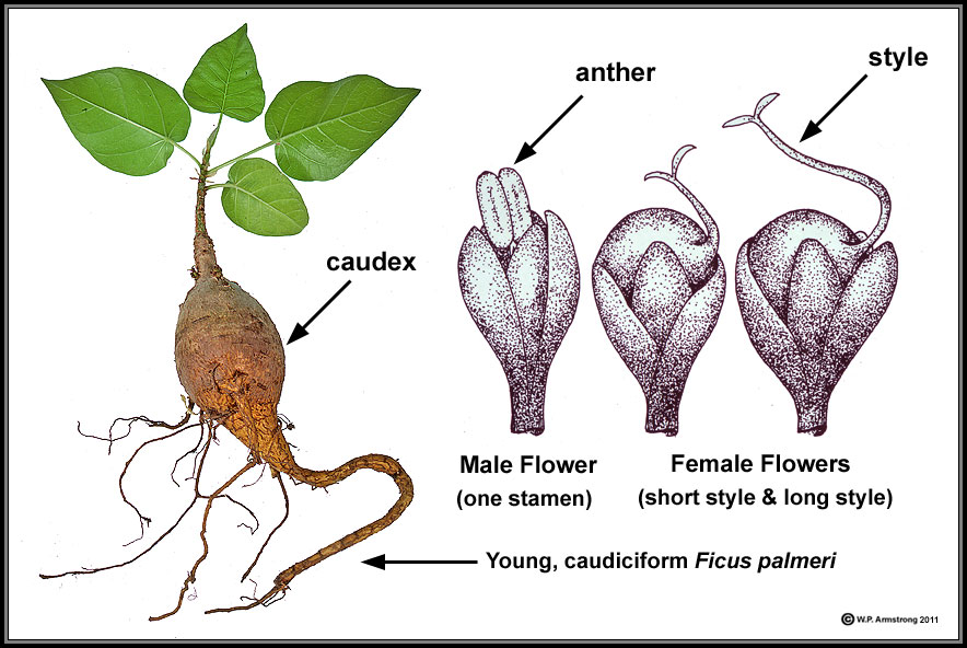 Ficus palmeri