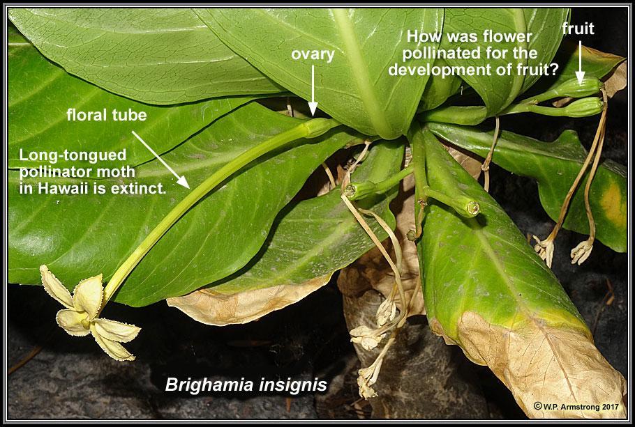 Botanical Record-Breakers (Part 2 of 2)