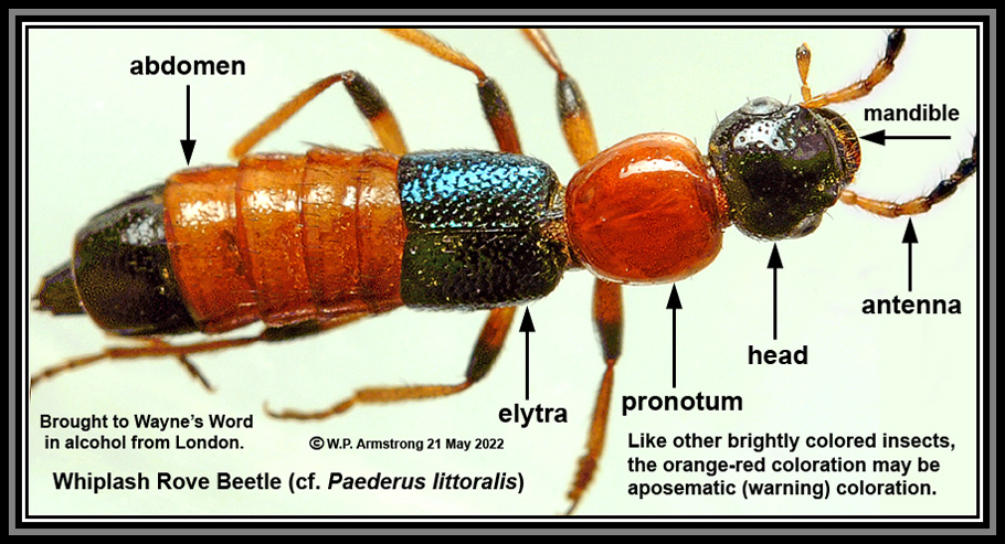 Net-winged beetle, Predatory, Nocturnal, Coleoptera