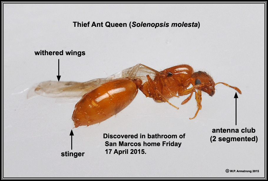 winged queen ant stings