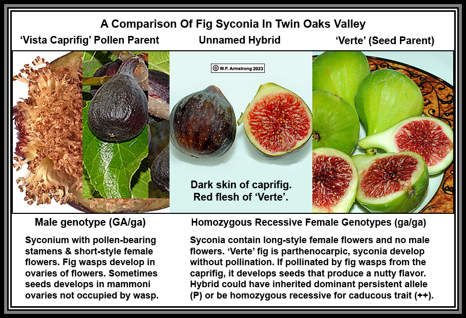 Fig wasp, Life Cycle, Pollination & Adaptations